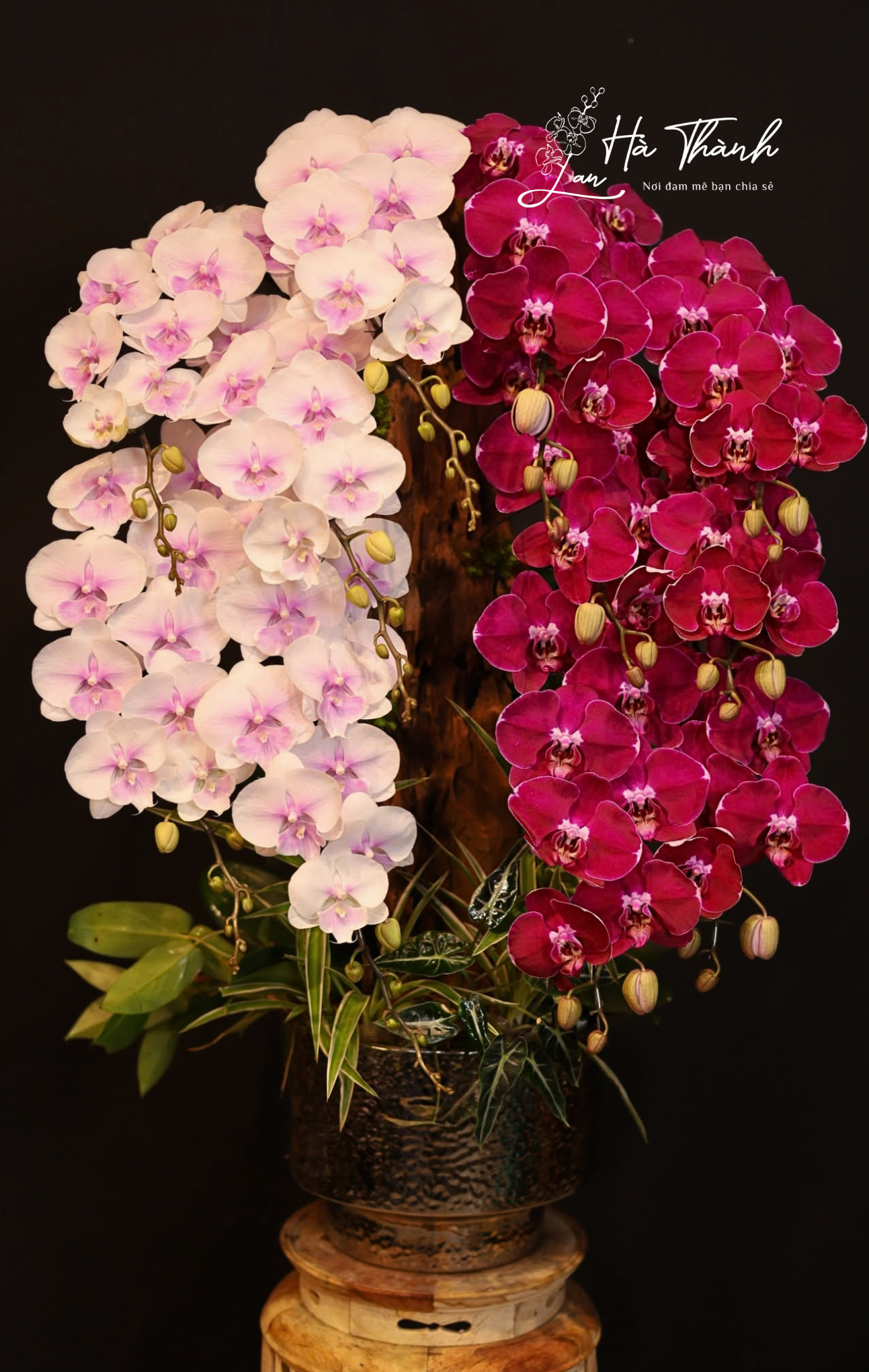 Chậu Lan Hồ Điệp Nghệ Thuật Hồng Phấn - Cherry Sang Trọng